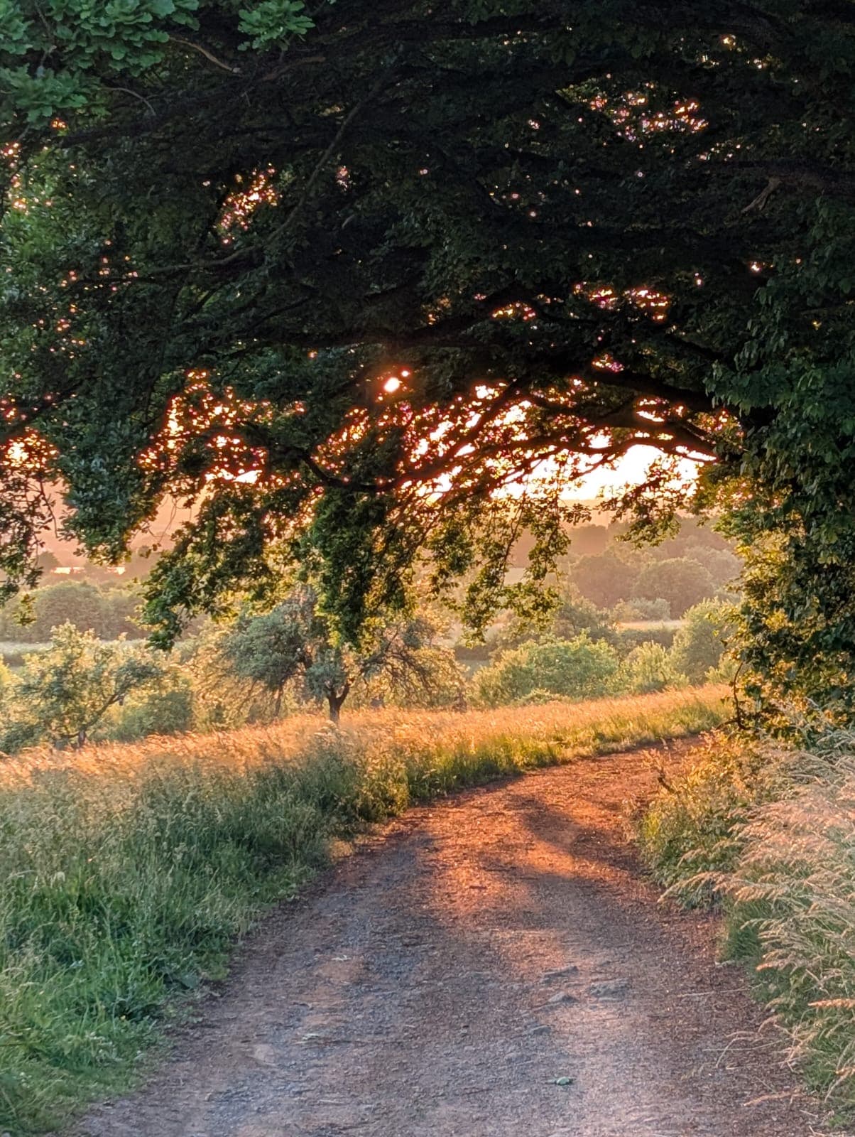 Naturverbundener Waldweg – Symbol für den ganzheitlichen Coaching-Prozess bei gowithYOURglow